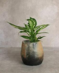 LONA Cache-pot en céramique artisanale poterie de Sejnane & terre cuite