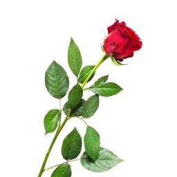 Fleur 