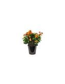 Lantana camara a fleurs