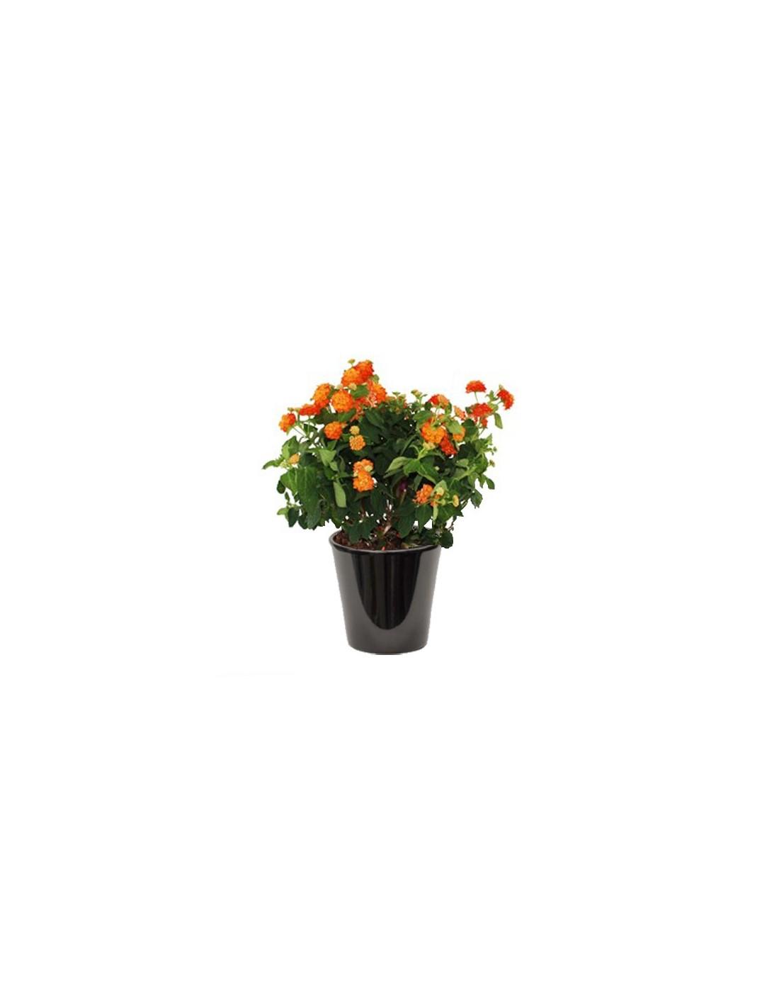 Lantana camara a fleurs