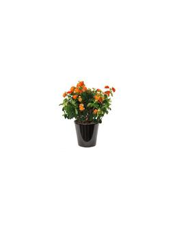 Lantana camara a fleurs