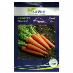 Graines semis Carottes Nantaises جزر