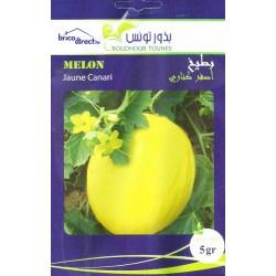 Graines semis Melon Canari بطيخ أصفر