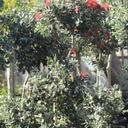Metrosideros Excelsa « Arbre de Noël de Nouvelle-Zélande »