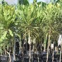 Meryta »Aralia »
