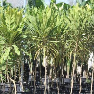 Meryta »Aralia »