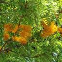Grevillea robusta