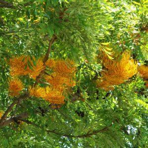 Grevillea robusta