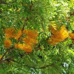 Grevillea robusta