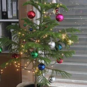 Araucaria Excelsa »le pin de Norfolk »