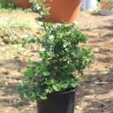 carissa macrocarpa « Prunier du Natal «