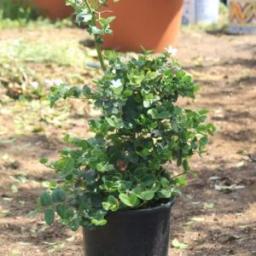 carissa macrocarpa « Prunier du Natal «