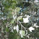 Peupliers blancs « Populus alba »