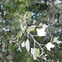 Peupliers blancs « Populus alba »