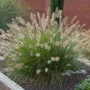 Pennisetum MM