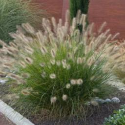 Pennisetum MM