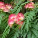 Albizia julibrisin