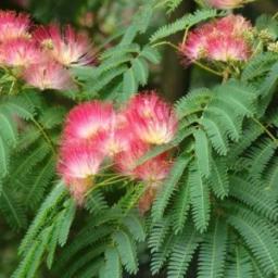Albizia julibrisin