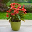 Euphorbia milli