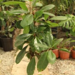 Ficus cyathistipula