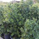 Ficus panda