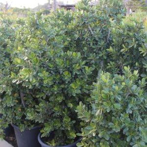 Ficus panda