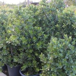 Ficus panda