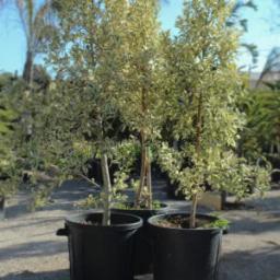 Ficus exotica panaché