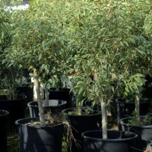 Ficus Benjamina Jeudi