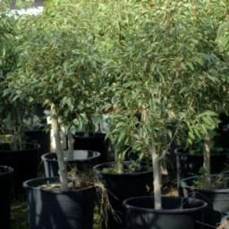 Ficus Benjamina Jeudi