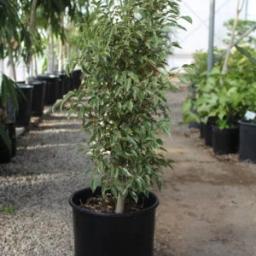 Ficus Benjamina ‘Golden king’