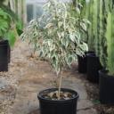 Ficus benjamina ‘Starlight’