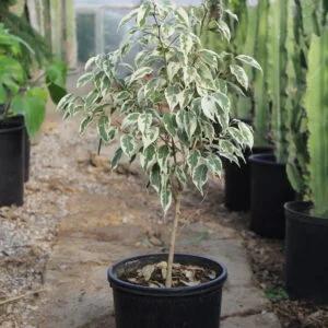 Ficus benjamina ‘Starlight’