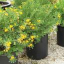 Medicago arborea