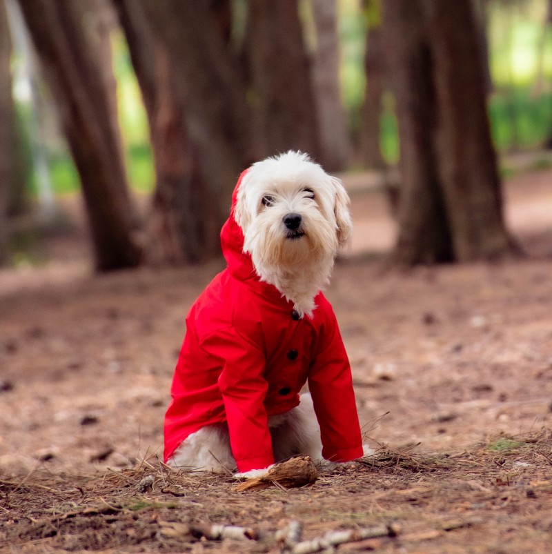 Manteau Imperméable Pour Chien