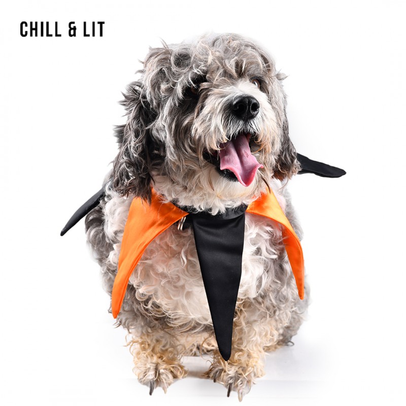 Collier Chien