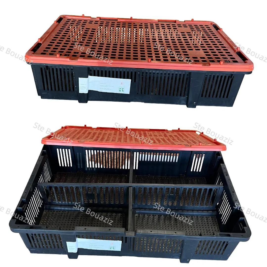cage cage transport poussin