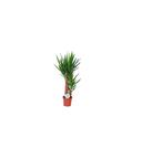 Yucca Intérieur 2 Tiges