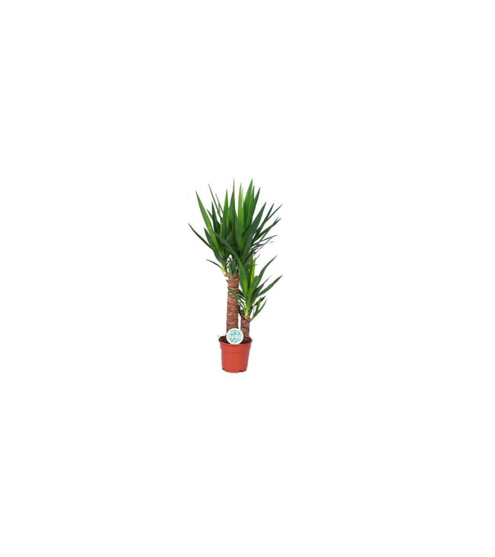 Yucca Intérieur 2 Tiges