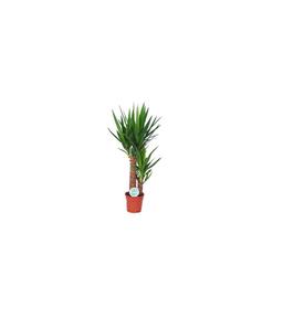 Yucca Intérieur 2 Tiges