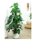 Monstera Deliciosa