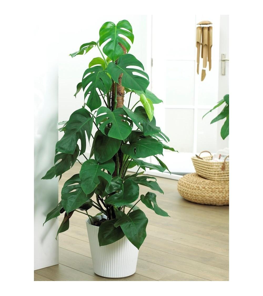Monstera Deliciosa