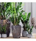 Zamioculcas Zamiifolia