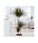 Dracaena Marginata Magenta