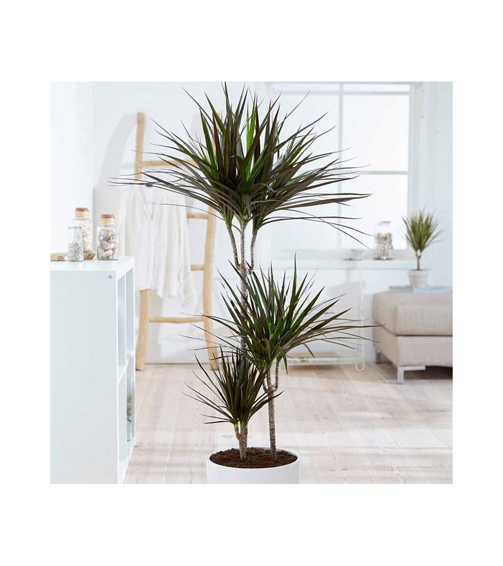 Dracaena Marginata Magenta