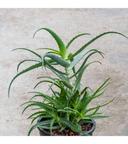 Arborescens