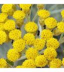 Immortelle D'Italie