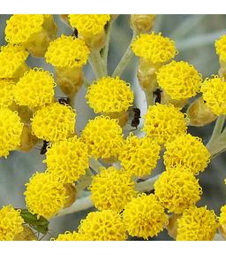 Immortelle D'Italie