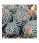 Grasse : Echeveria