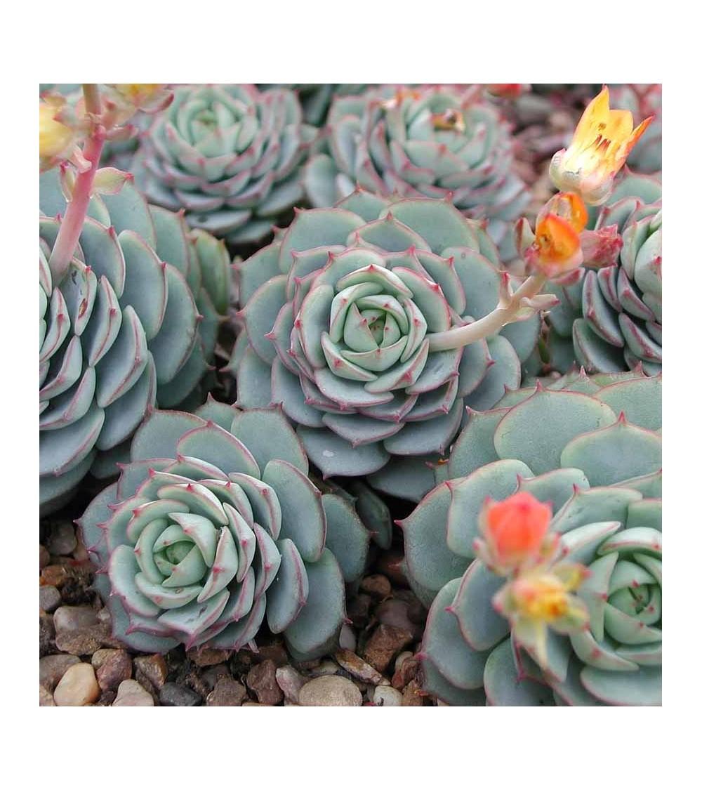 Plante Grasse : Echeveria
